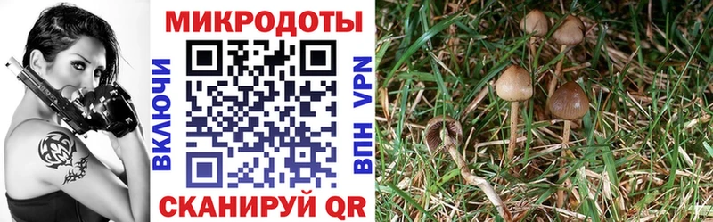 Галлюциногенные грибы Magic Shrooms  купить наркотики сайты  Сосенский 
